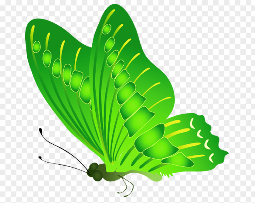 Green Internet Butterfly Nymphalidae Clip Art PNG