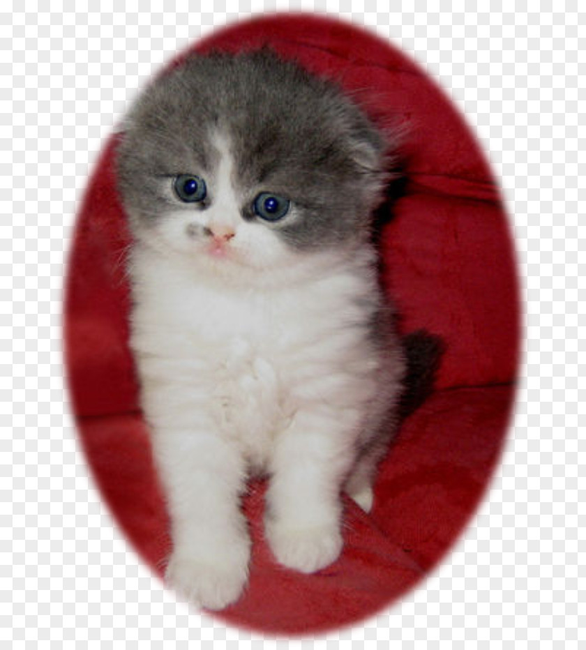 Kitten Scottish Fold Ragamuffin Cat British Semi-longhair Domestic Short-haired PNG