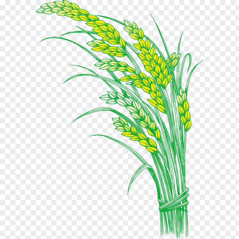 Paddy,Rice,Rice,Hedao,Rice Rice Oryza Sativa Five Grains PNG
