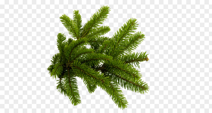 Pine Tree Clip Art Spruce Branch Conifers PNG