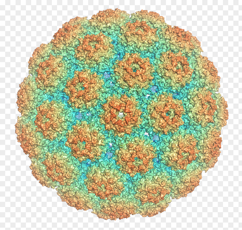 Polyomaviridae Major Capsid Protein VP1 Murine Polyomavirus PNG