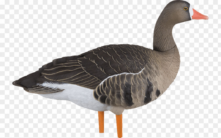 Specklebelly Goose Greater White-fronted Duck Avian-X AXP Fusion Speck Decoys PNG
