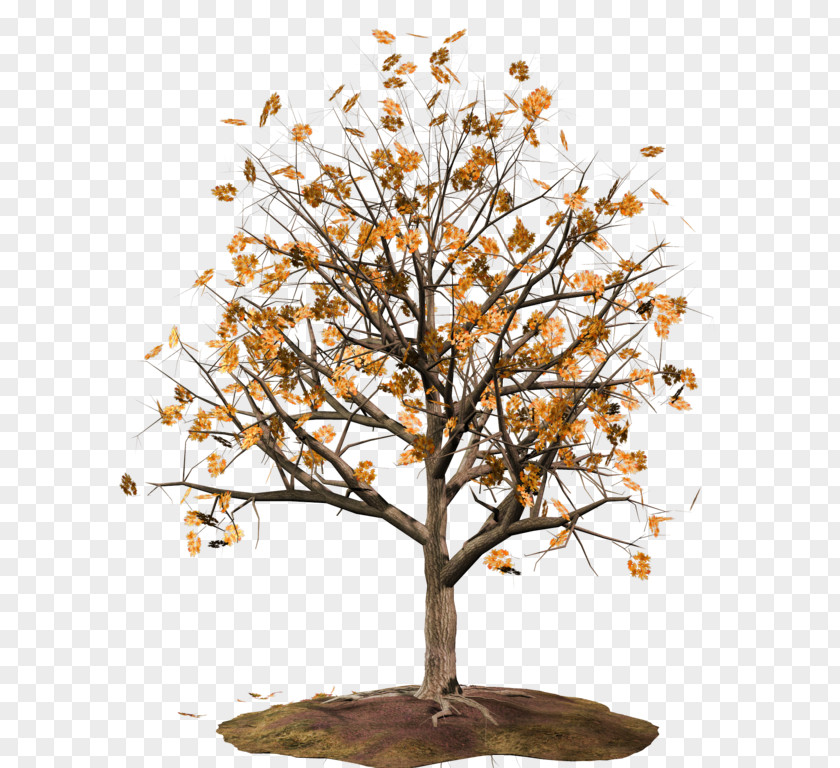 Tree Twig PNG