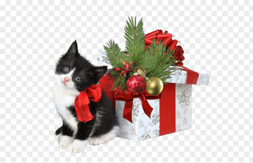 Web Decoration Cat Kitten Christmas Gift PNG