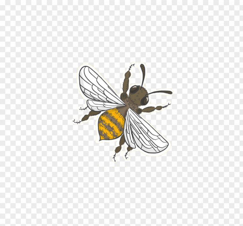 Cartoon Bee Honey Apidae PNG