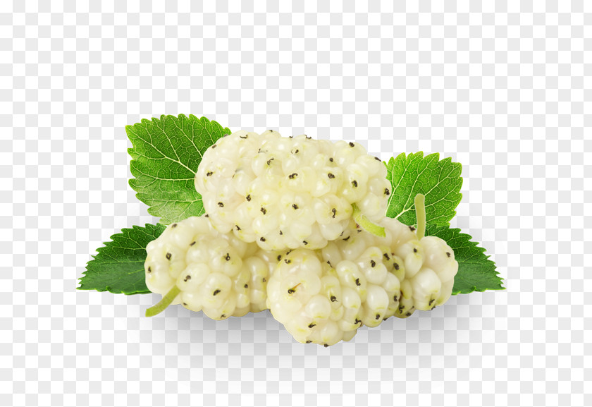Health Organic Food White Mulberry Drying Extract PNG