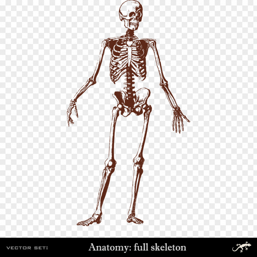 Human Body Skeleton Bone Anatomy PNG