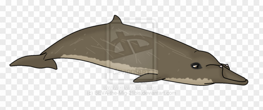Mig 21 Porpoise Dolphin Blainville's Beaked Whale Spade-toothed Cetaceans PNG