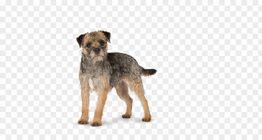 Small Dog Border Terrier Norfolk Lakeland Morkie Schnoodle PNG