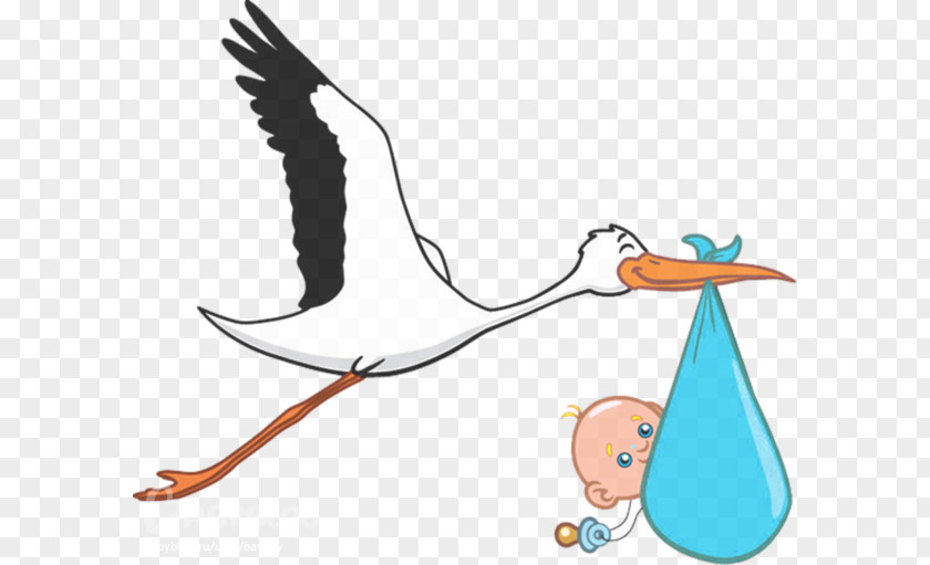 Stork Baby Infant Pregnancy Childbirth Clip Art PNG