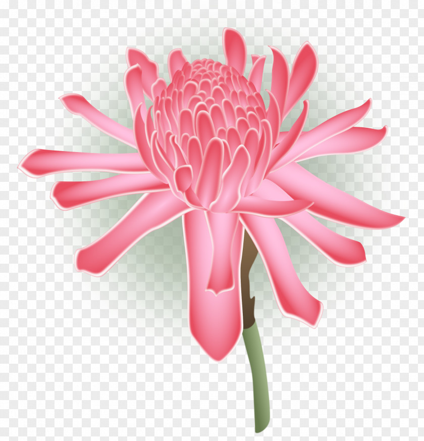 Tropical Flower Cut Flowers Chrysanthemum Transvaal Daisy Family PNG