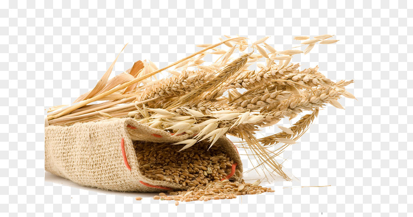 Wheat Paddy Pictures High-maltose Corn Syrup Food Cereal PNG
