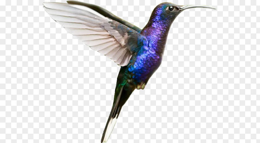 Hand Painted Hummingbird M Веб-студия POINTS PNG