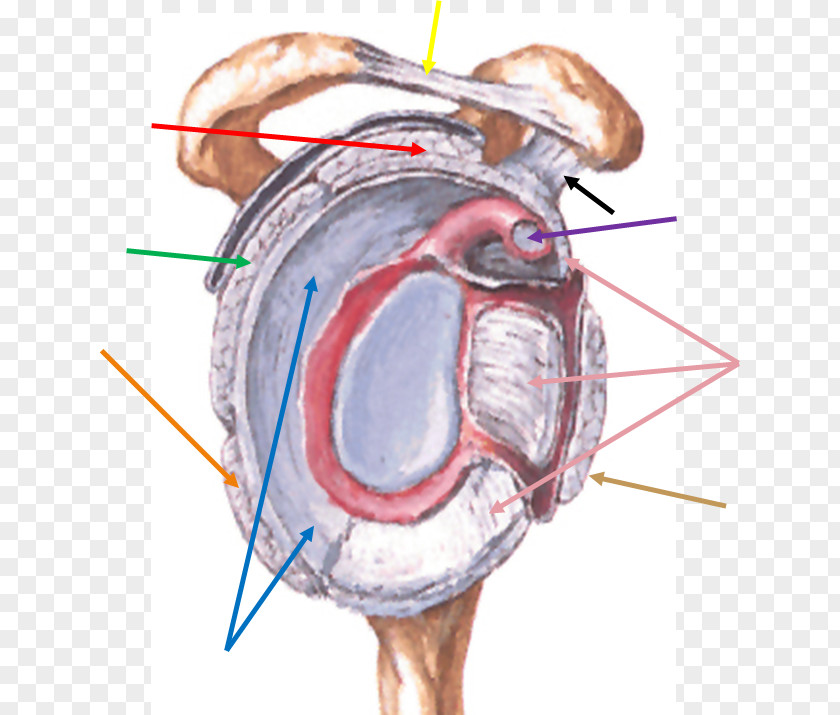 Ligament Shoulder Joint Glenoid Cavity Coracohumeral PNG