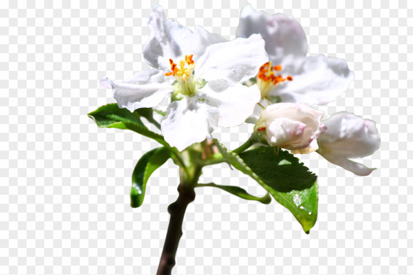 Lilac Cut Flowers Plant Stem Flowering PNG