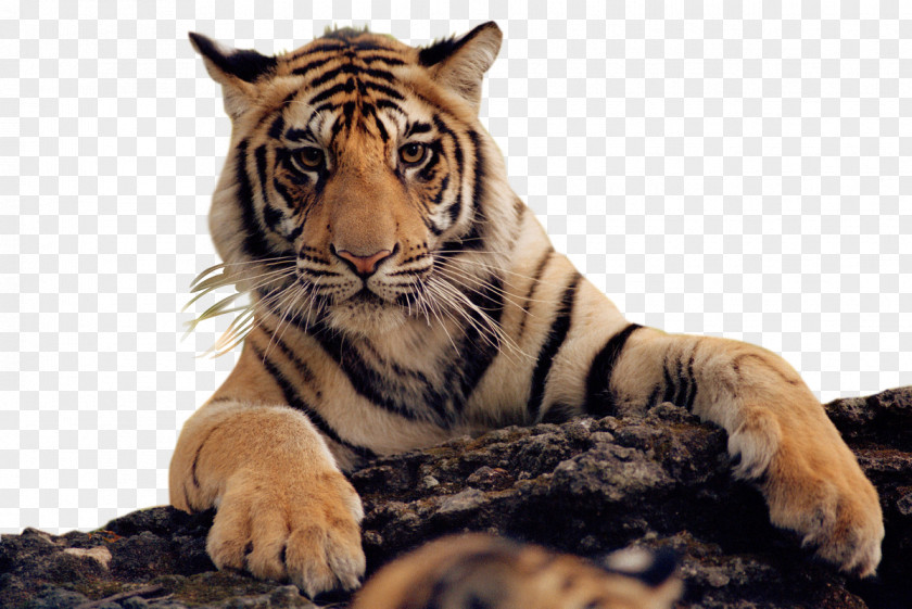 Lion Felidae Bengal Tiger Cat PNG