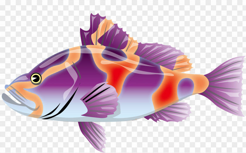 Color Vector Fish Adobe Illustrator Illustration PNG