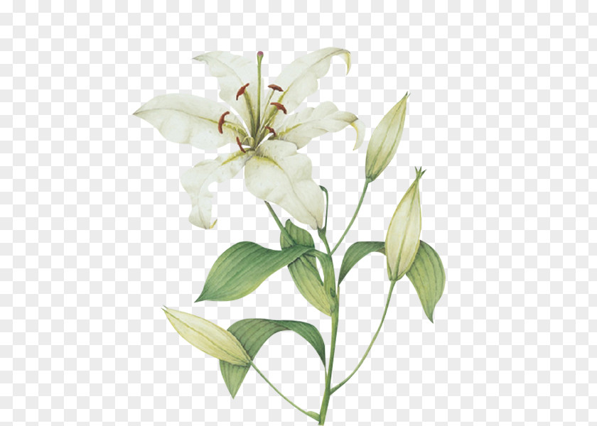 Flower Cut Flowers Plant Stem Lilium Candidum Magnolia PNG