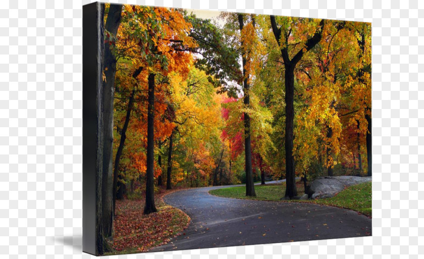 Forest Temperate Broadleaf And Mixed Painting Maple Gallery Wrap PNG