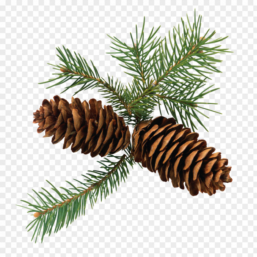 Pine Cone Conifer Fir Conifers Clip Art PNG