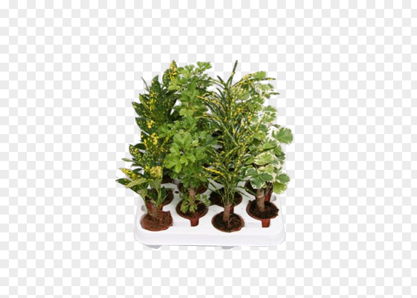 Plant Flowerpot Houseplant Shrub PNG