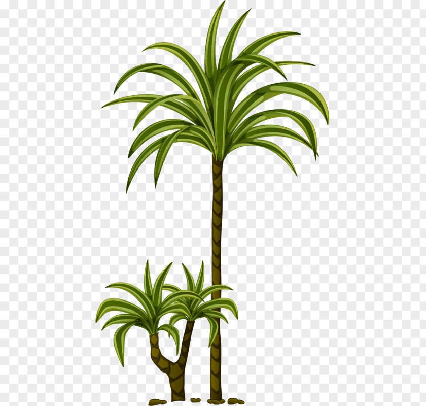 Coco Arecaceae Clip Art PNG