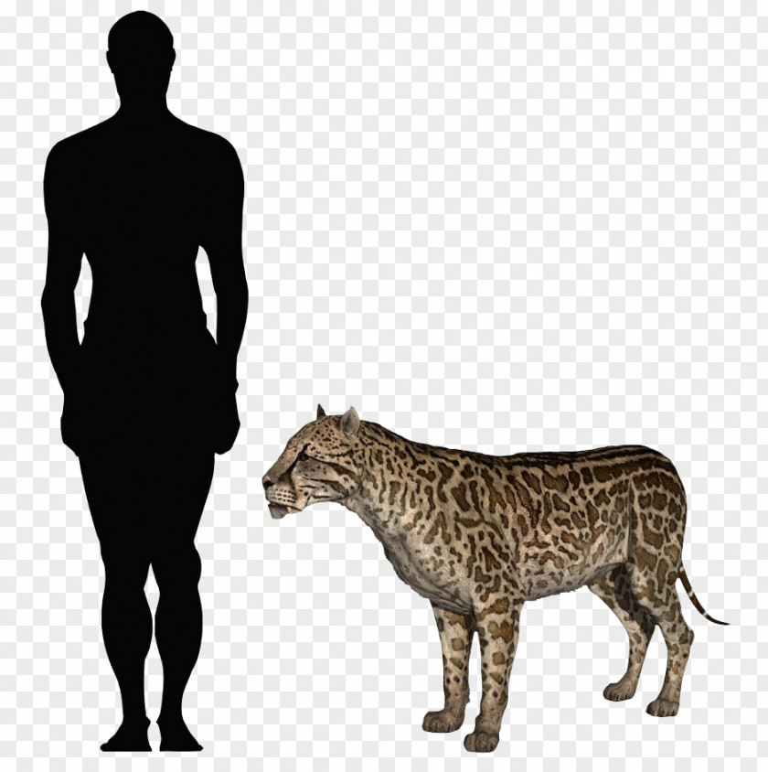 Dinosaur Felidae Bear Clip Art Leopard PNG