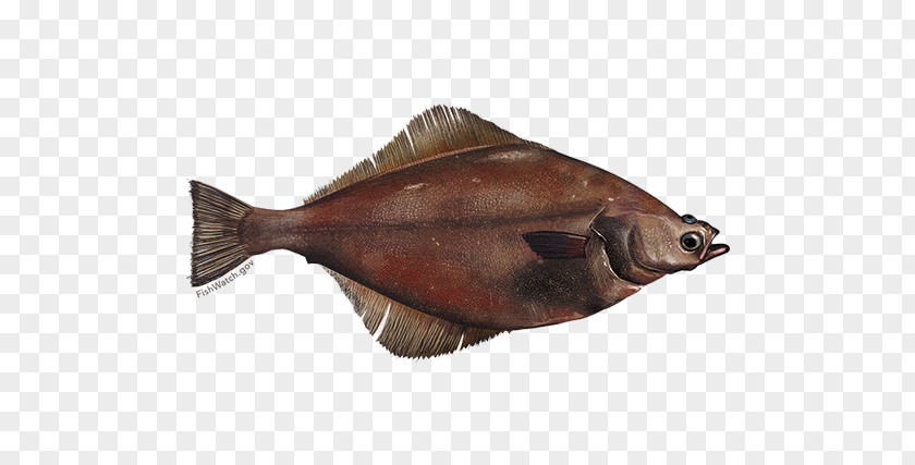 Fish Arrowtooth Flounder Kamchatka Pacific Halibut PNG