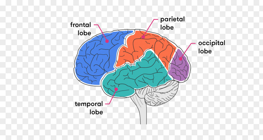 Lobes Of The Brain Organism PNG