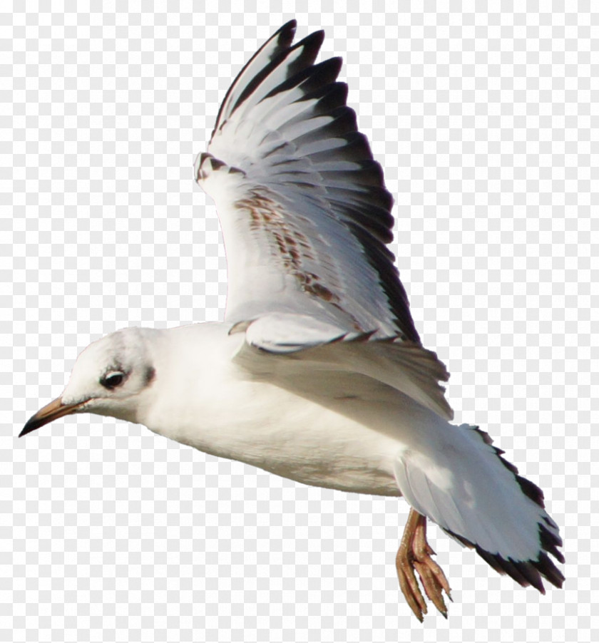 Seagull Gulls Shorebirds European Herring Gull Great Black-backed PNG