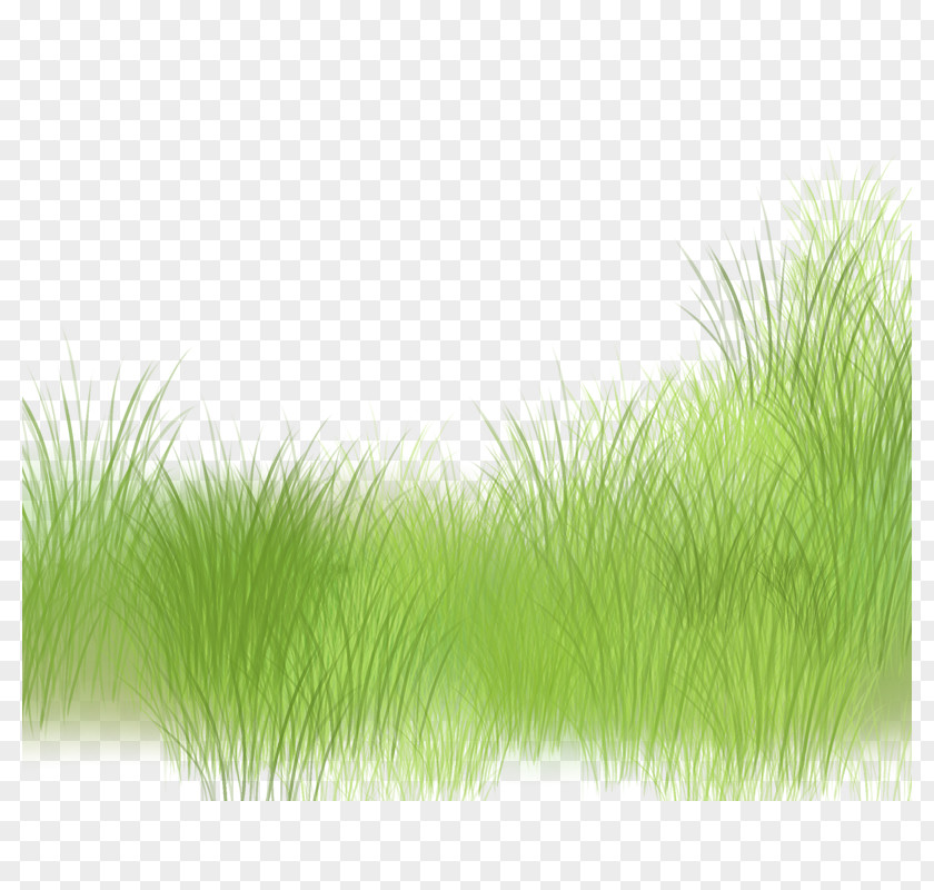 Underbrush Green Grasses Pattern PNG