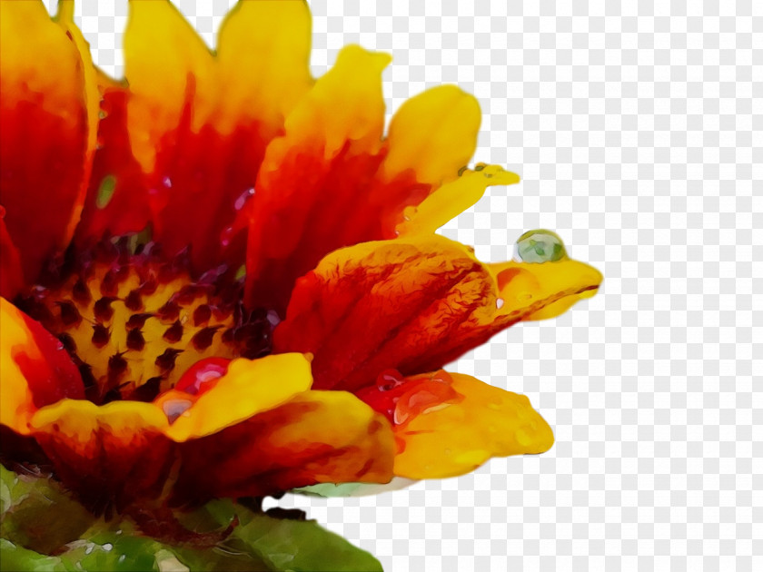 Chrysanthemum Transvaal Daisy Pollen Petal Yellow PNG