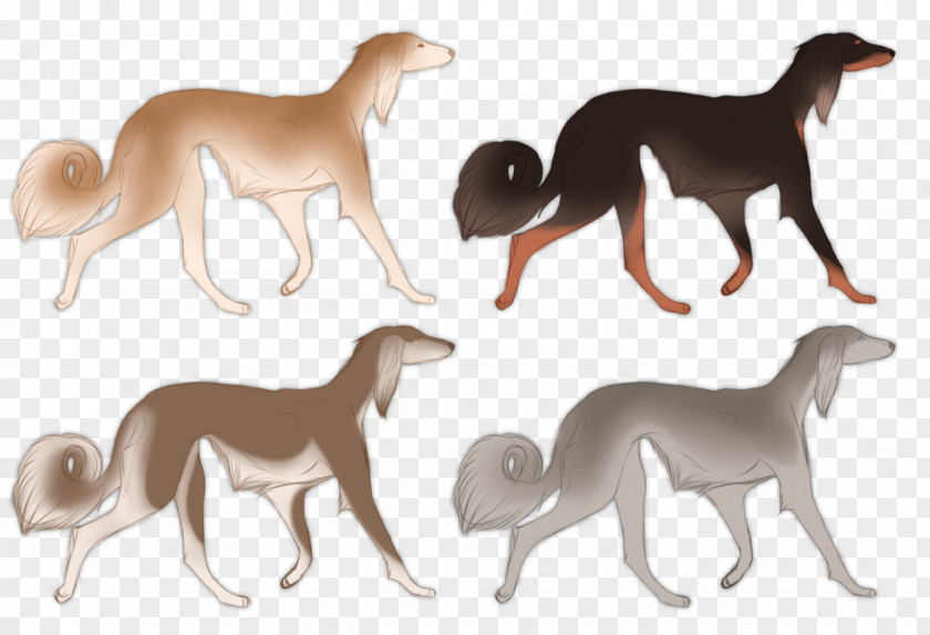 German Shepherd Border Collie Mix Italian Greyhound Whippet Sloughi Saluki Dog Breed PNG
