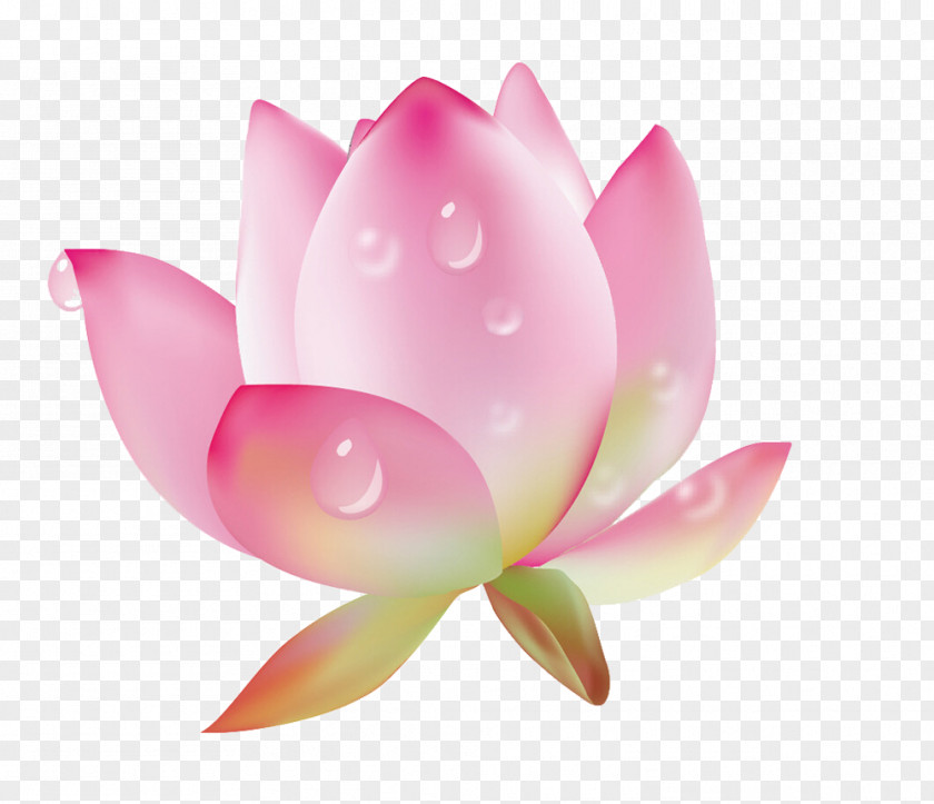 Lotus With Water Drops Picture Material Drop Dew Nelumbo Nucifera PNG