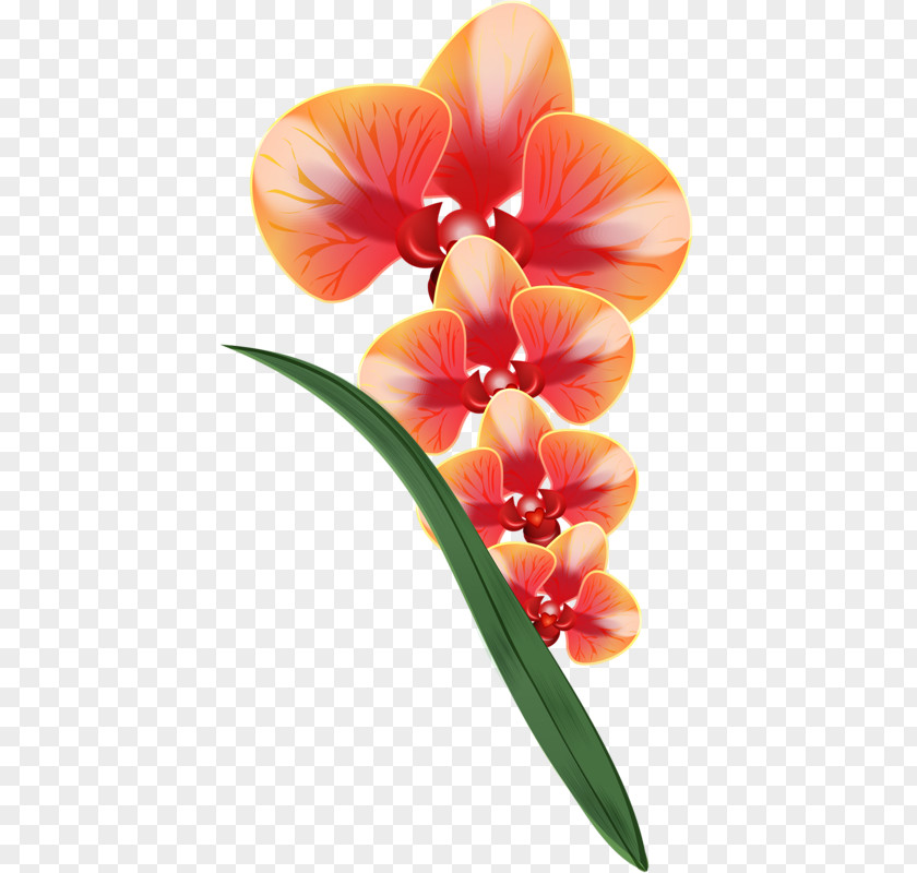 Orchid Orquideas Clip Art Drawing Flower Illustration PNG