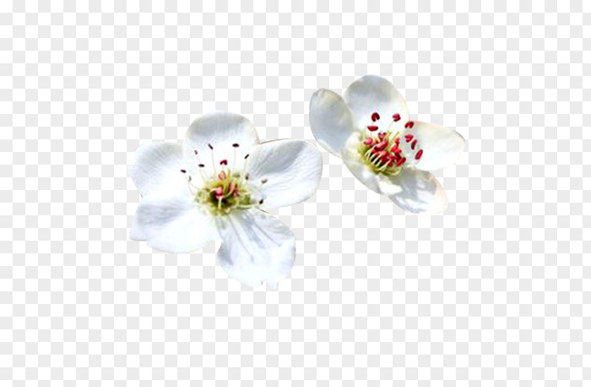 Pear Petal White Picture Material Computer File PNG
