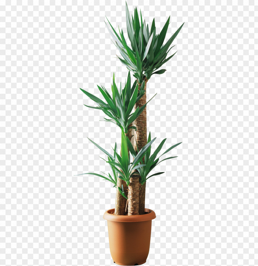 Scattered Potted Palm Tree Yucca Filamentosa Lucky Bamboo Plant Dracaena Fragrans PNG
