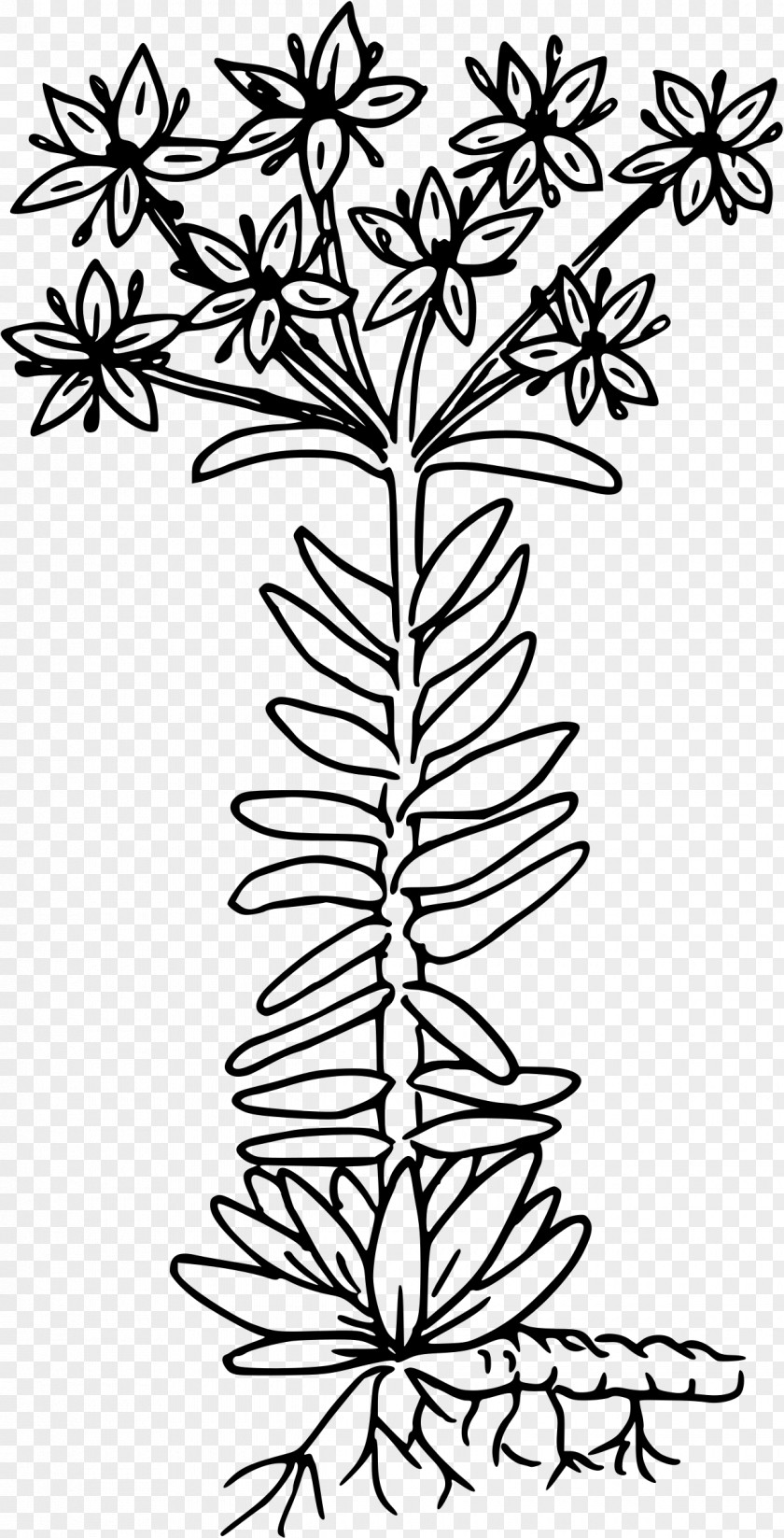 Stonecrop Twig Clip Art PNG