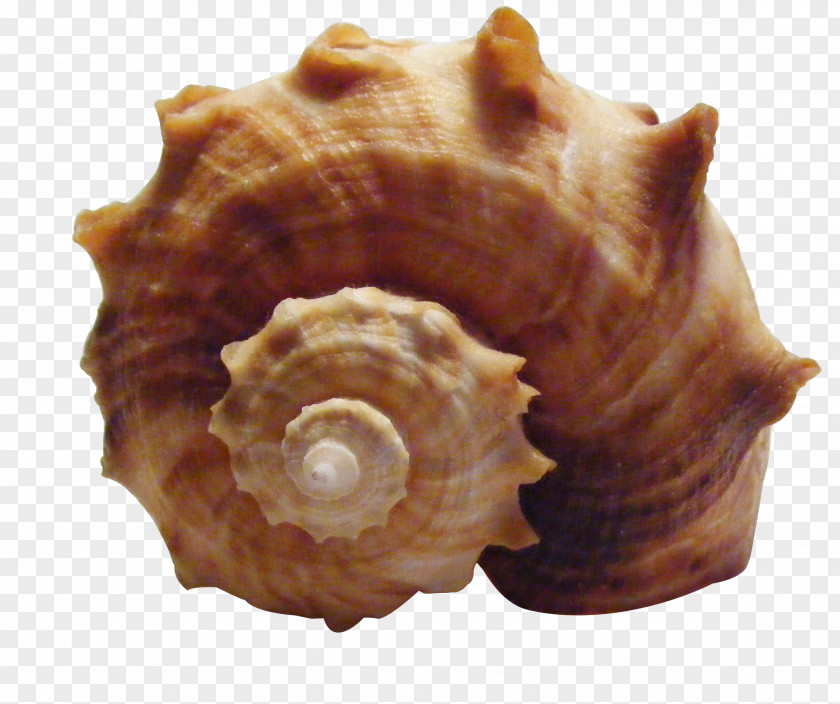 Conch Shell Seashell Shankha Sea Snail PNG