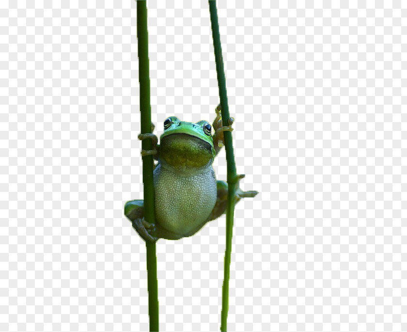 Cute Frog True Tree PNG