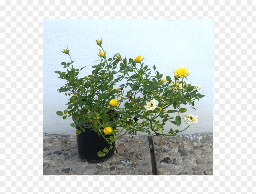 Flower Flowerpot Annual Plant Herb Flowering PNG