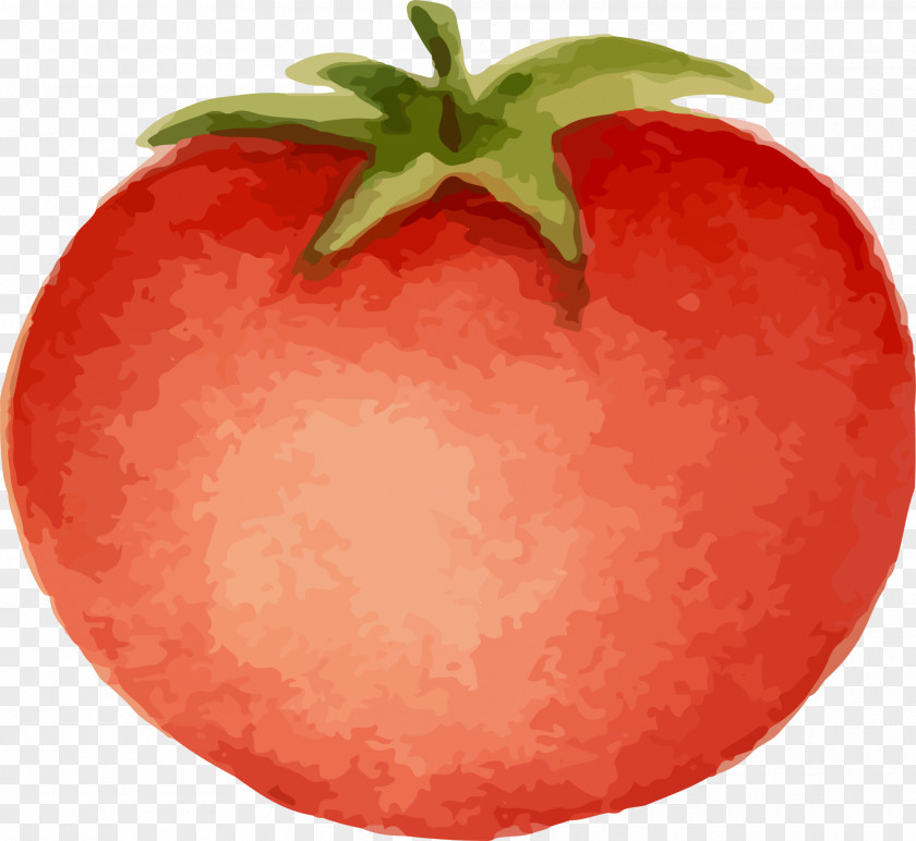 Hand Painted Tomato Cartoon Download Animation PNG