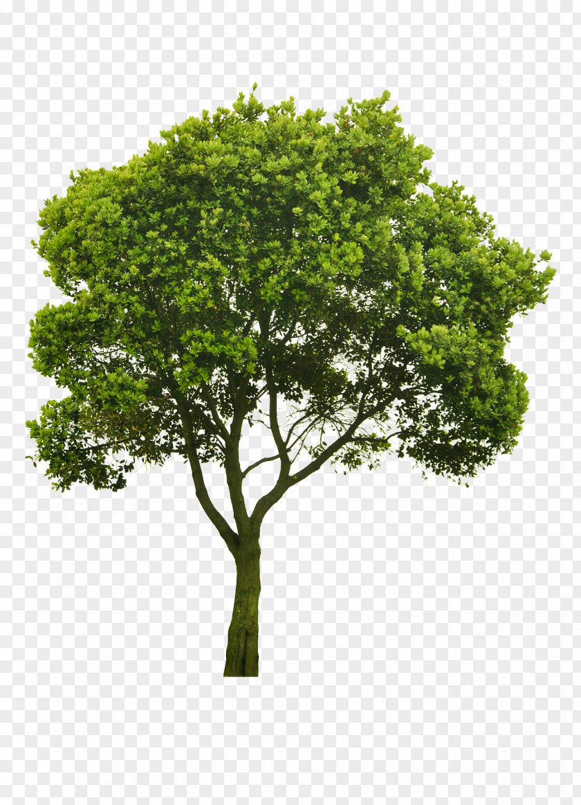 Landscape Architecture Tree Stock Photography Clip Art PNG