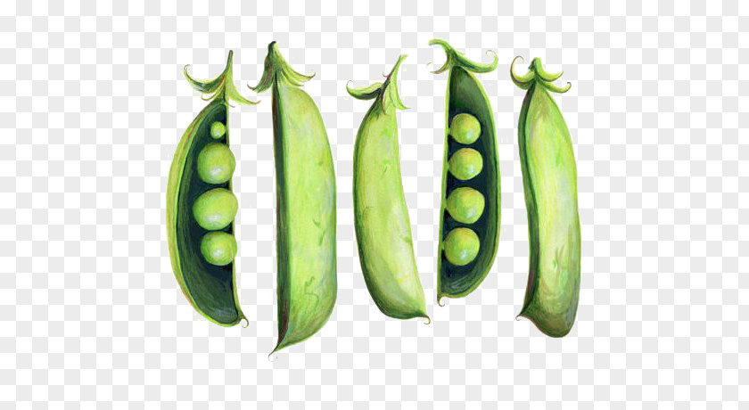 Pea Snap Drawing Watercolor Painting Illustration PNG