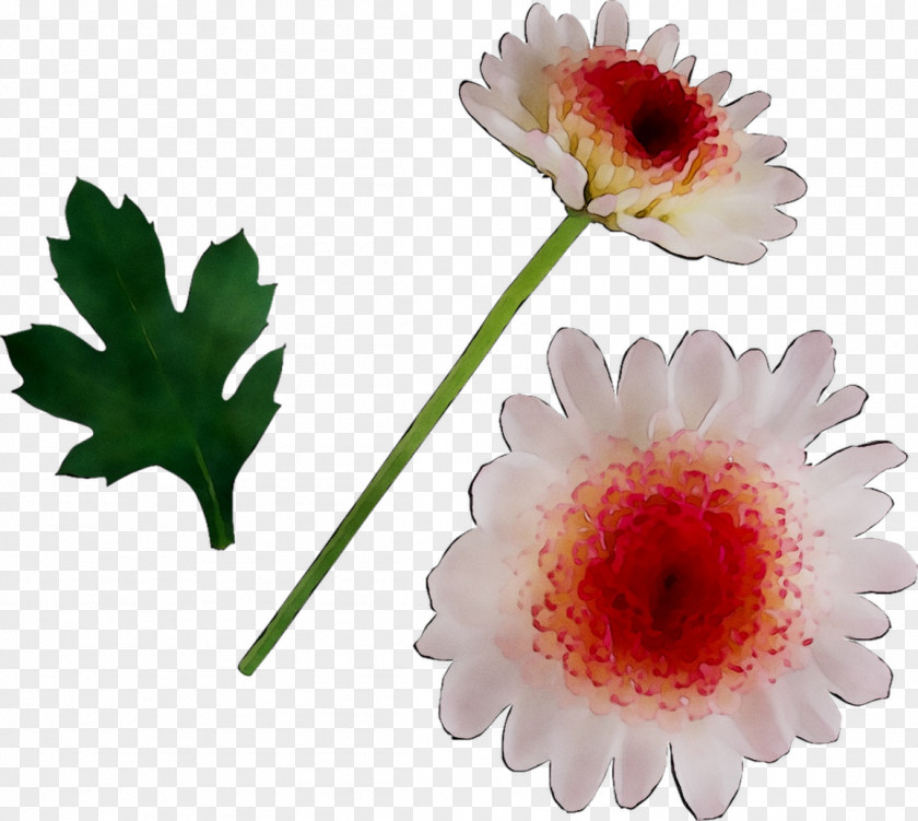 Transvaal Daisy PNG