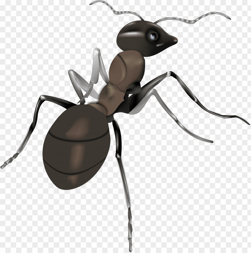 Ant Illustration PNG