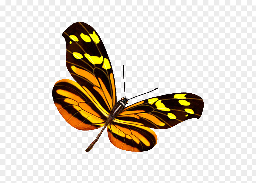 Butterfly Photography Computer Graphics PNG