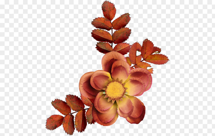 Centerblog Cut Flowers Petal PNG