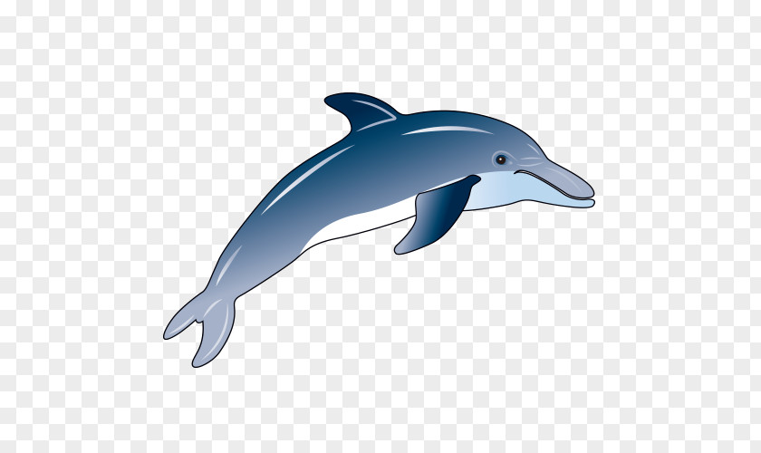 Dolphin Wholphin Common Bottlenose Rough-toothed Short-beaked Tucuxi PNG