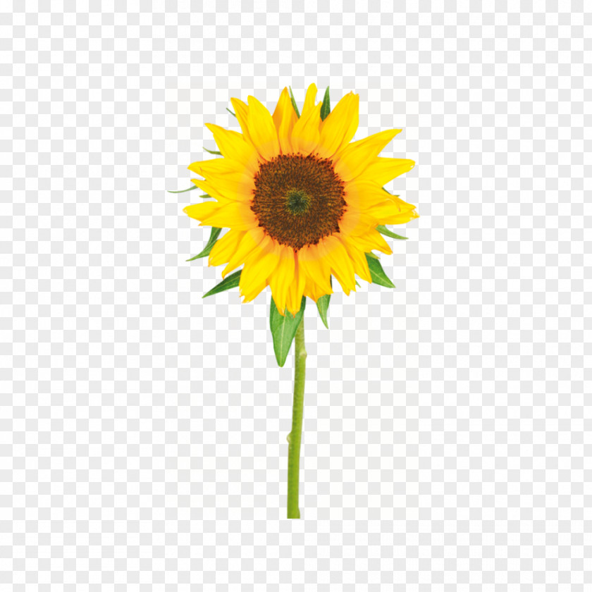 Flower Common Sunflower Yellow Painting PNG